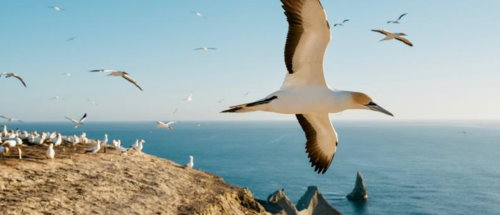 Gannets at Cape Kidnappers